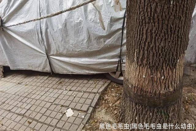 黑色毛毛虫(黑色毛毛虫是什么幼虫)