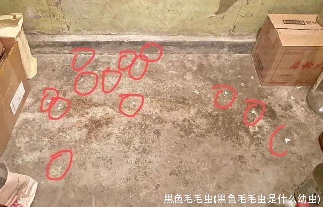 黑色毛毛虫(黑色毛毛虫是什么幼虫)