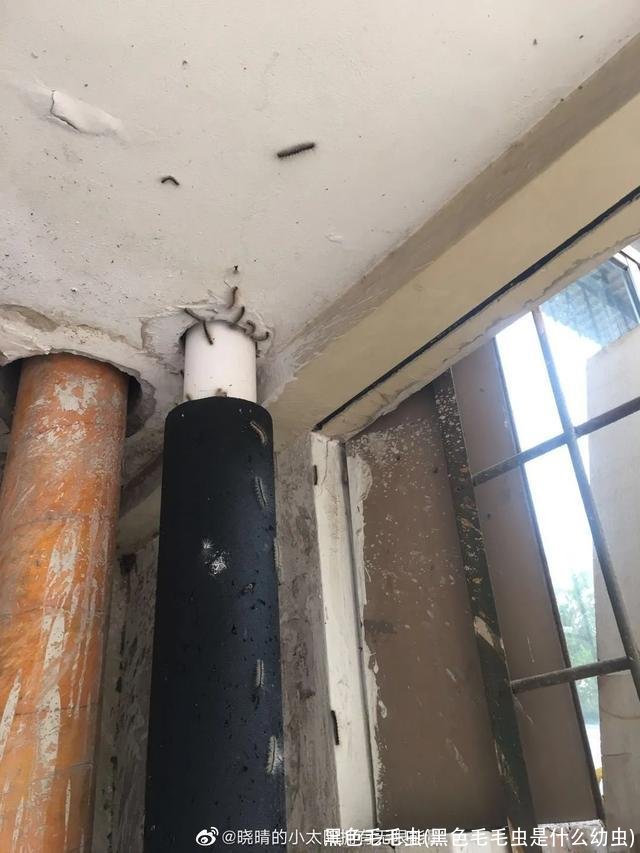 黑色毛毛虫(黑色毛毛虫是什么幼虫)
