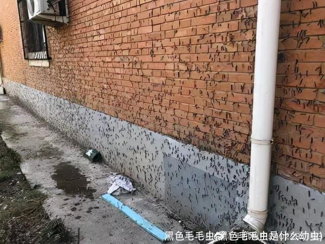 黑色毛毛虫(黑色毛毛虫是什么幼虫)