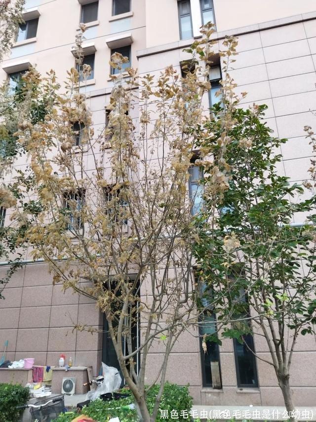 黑色毛毛虫(黑色毛毛虫是什么幼虫)