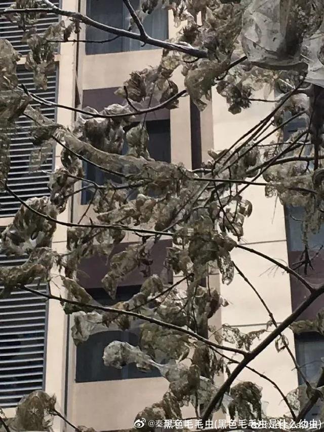 黑色毛毛虫(黑色毛毛虫是什么幼虫)