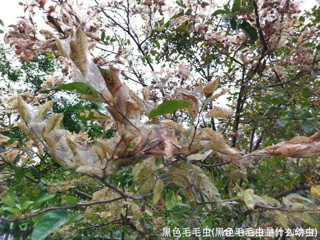 黑色毛毛虫(黑色毛毛虫是什么幼虫)