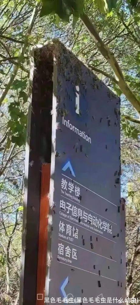 黑色毛毛虫(黑色毛毛虫是什么幼虫)