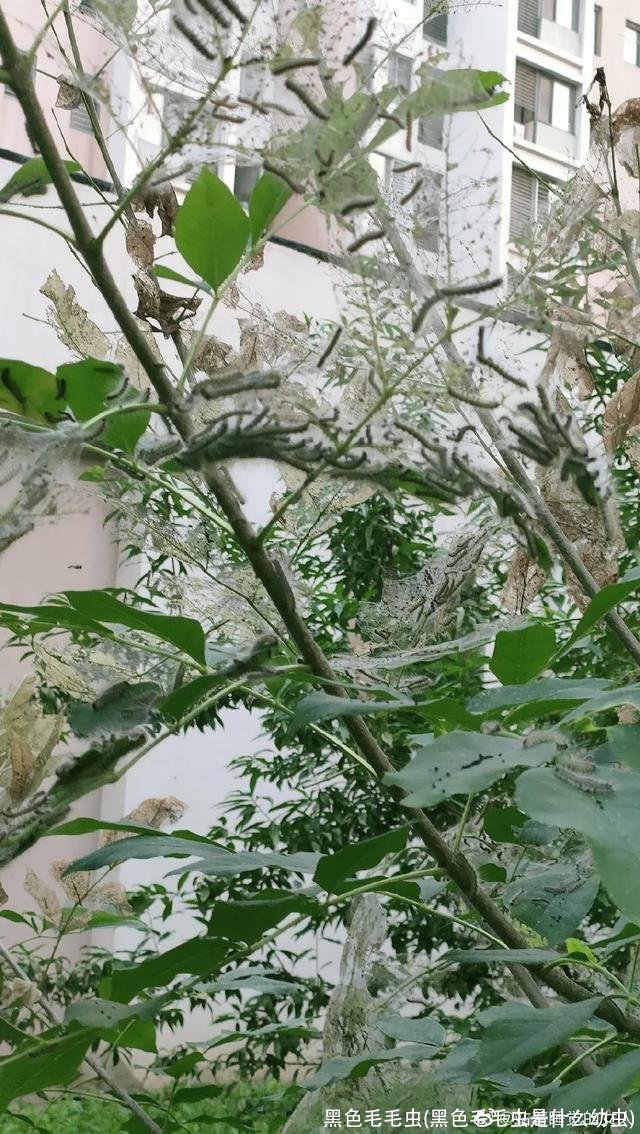 黑色毛毛虫(黑色毛毛虫是什么幼虫)