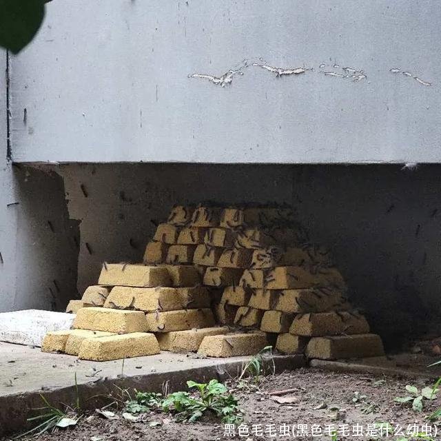 黑色毛毛虫(黑色毛毛虫是什么幼虫)
