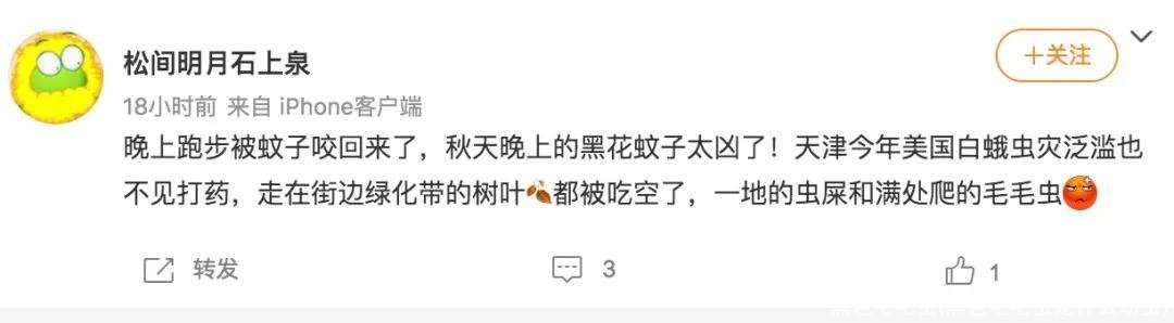 黑色毛毛虫(黑色毛毛虫是什么幼虫)