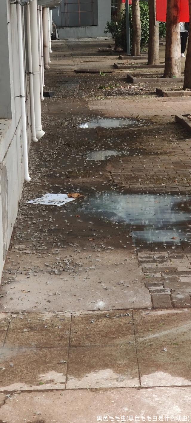 黑色毛毛虫(黑色毛毛虫是什么幼虫)