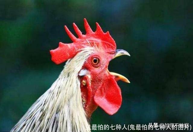 鬼最怕的七种人(鬼最怕的七种人的图片)