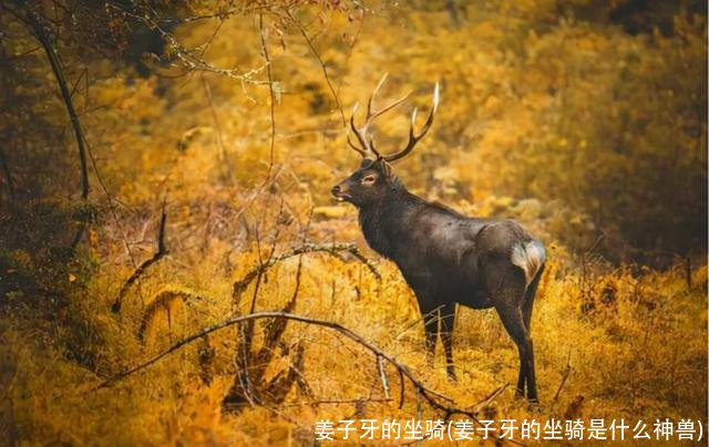 姜子牙的坐骑(姜子牙的坐骑是什么神兽)