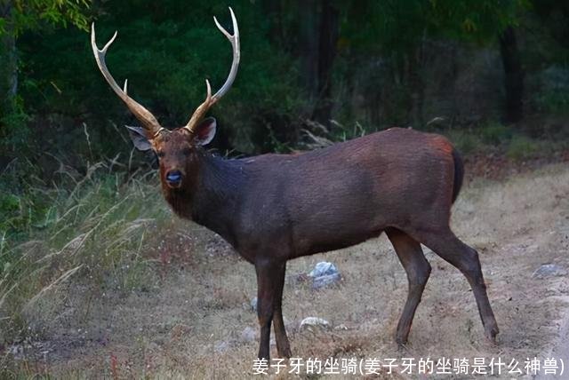 姜子牙的坐骑(姜子牙的坐骑是什么神兽)