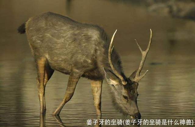 姜子牙的坐骑(姜子牙的坐骑是什么神兽)