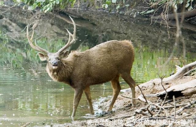 姜子牙的坐骑(姜子牙的坐骑是什么神兽)