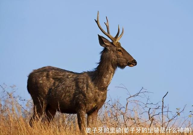 姜子牙的坐骑(姜子牙的坐骑是什么神兽)