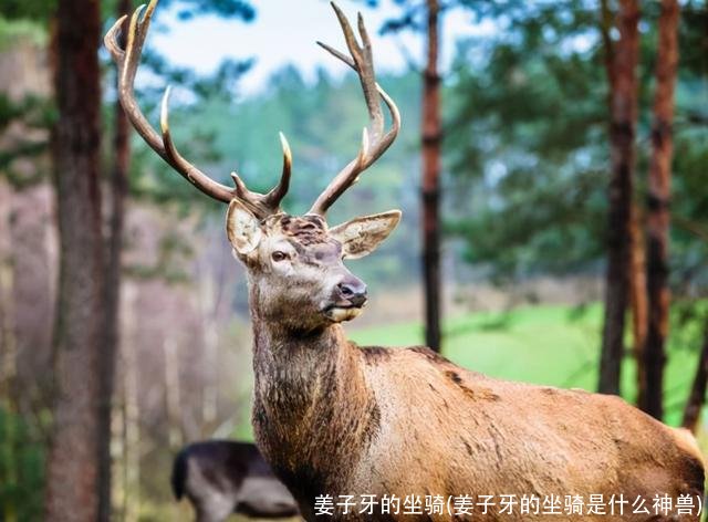 姜子牙的坐骑(姜子牙的坐骑是什么神兽)