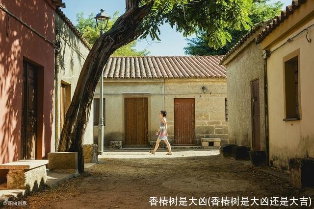 香椿树是大凶(香椿树是大凶还是大吉)