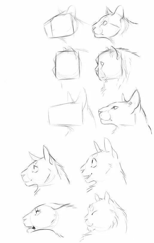 如何画猫(如何画猫咪简笔画步骤)