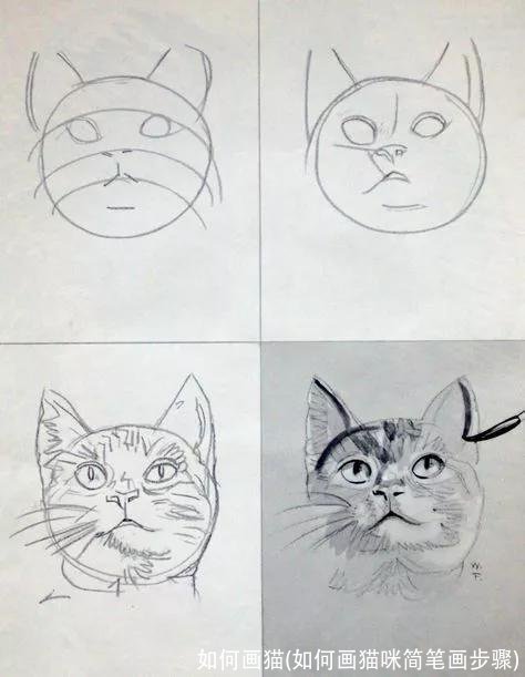 如何画猫(如何画猫咪简笔画步骤)