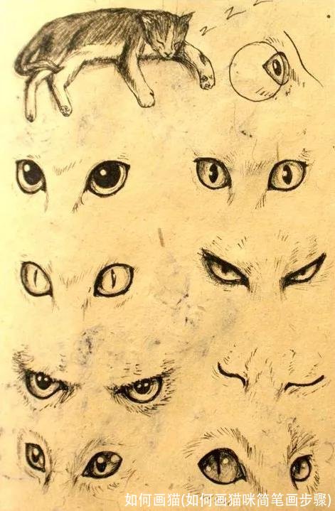 如何画猫(如何画猫咪简笔画步骤)