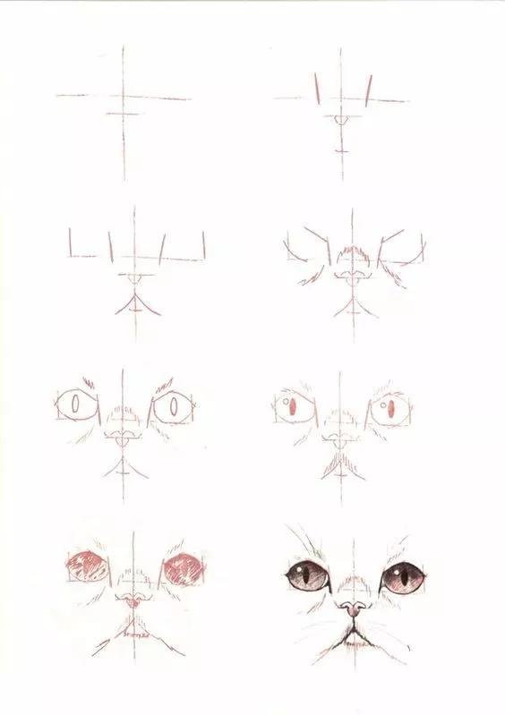 如何画猫(如何画猫咪简笔画步骤)