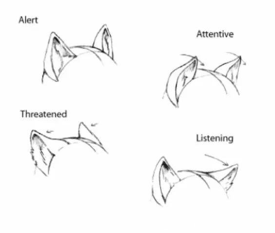 如何画猫(如何画猫咪简笔画步骤)