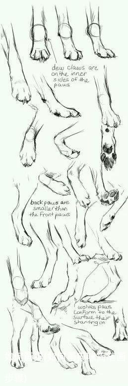 如何画猫(如何画猫咪简笔画步骤)