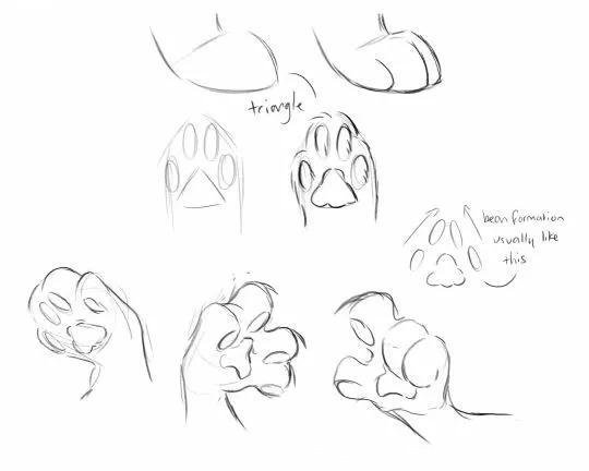 如何画猫(如何画猫咪简笔画步骤)