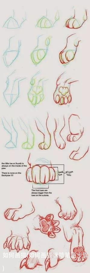 如何画猫(如何画猫咪简笔画步骤)