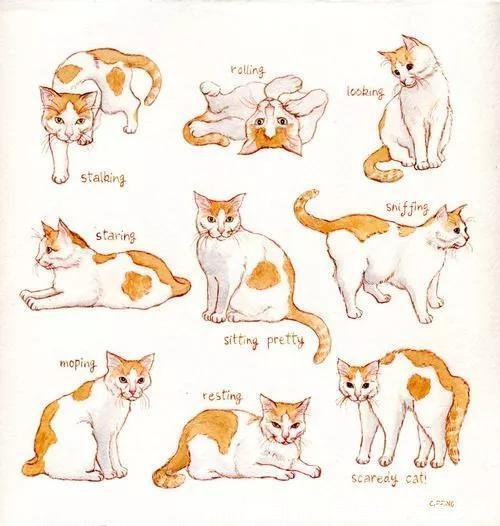 如何画猫(如何画猫咪简笔画步骤)