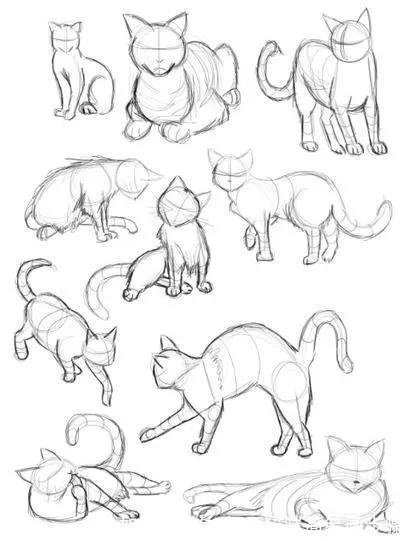 如何画猫(如何画猫咪简笔画步骤)