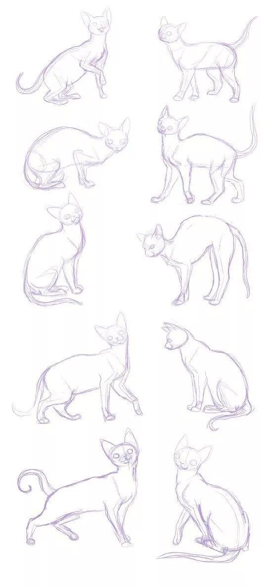 如何画猫(如何画猫咪简笔画步骤)