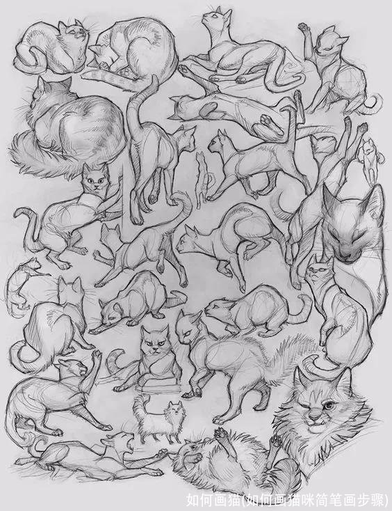 如何画猫(如何画猫咪简笔画步骤)