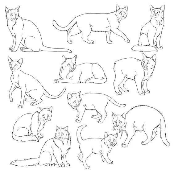 如何画猫(如何画猫咪简笔画步骤)