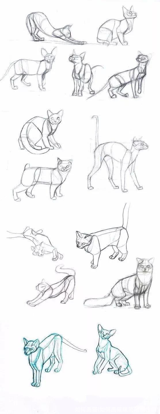 如何画猫(如何画猫咪简笔画步骤)