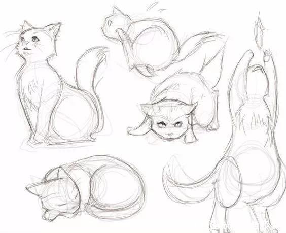 如何画猫(如何画猫咪简笔画步骤)