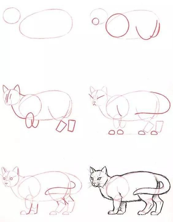 如何画猫(如何画猫咪简笔画步骤)