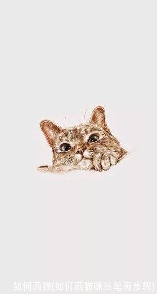 如何画猫(如何画猫咪简笔画步骤)