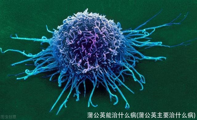 蒲公英能治什么病(蒲公英主要治什么病)