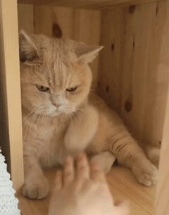 最聪明的猫(世界上十大最聪明的猫)