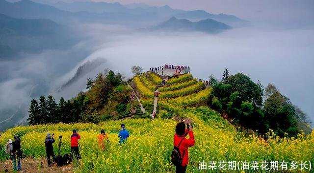 油菜花期(油菜花期有多长)