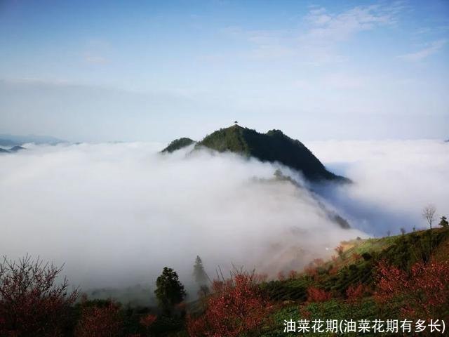 油菜花期(油菜花期有多长)