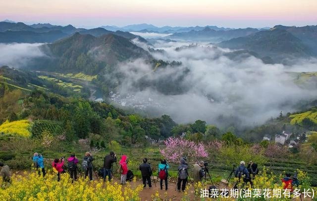 油菜花期(油菜花期有多长)