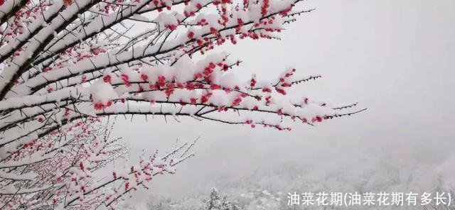 油菜花期(油菜花期有多长)