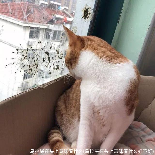 鸟拉屎在头上意味着什么(鸟拉屎在头上意味着什么好不好)