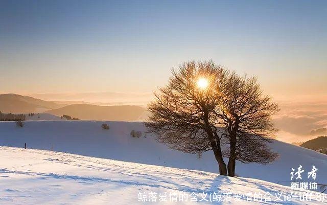鲸落爱情的含义(鲸落爱情的含义ie=utf-8)