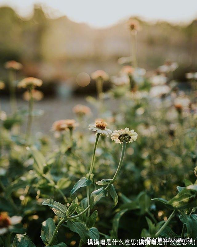 摸摸唱是什么意思(摸摸唱是什么意思啊)