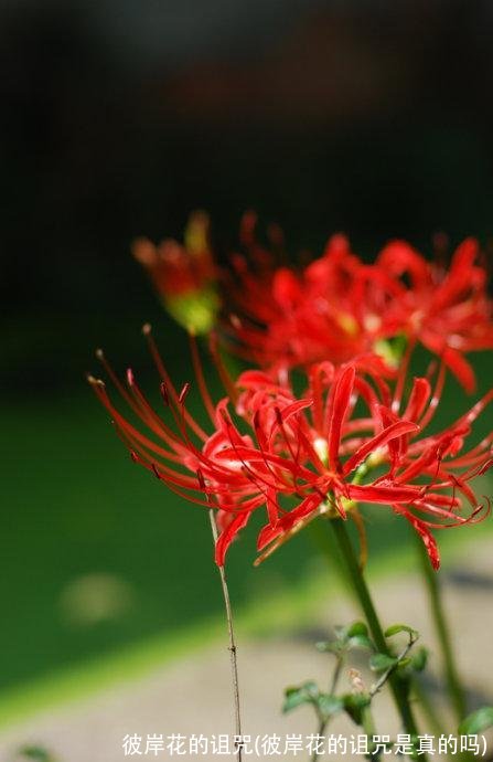 彼岸花的诅咒(彼岸花的诅咒是真的吗)