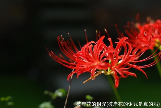 彼岸花的诅咒(彼岸花的诅咒是真的吗)