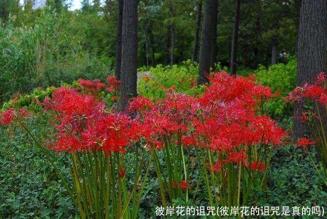 彼岸花的诅咒(彼岸花的诅咒是真的吗)