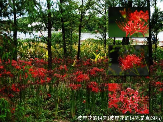 彼岸花的诅咒(彼岸花的诅咒是真的吗)